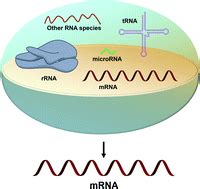 Methods for isolation of messenger RNA from biological samples.